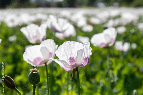 Delicate white poppies in a sunlit field with soft pink centers and green see...