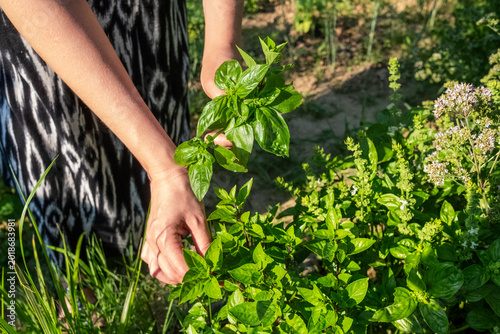 Woman picking fresh basil leaves in herb garden