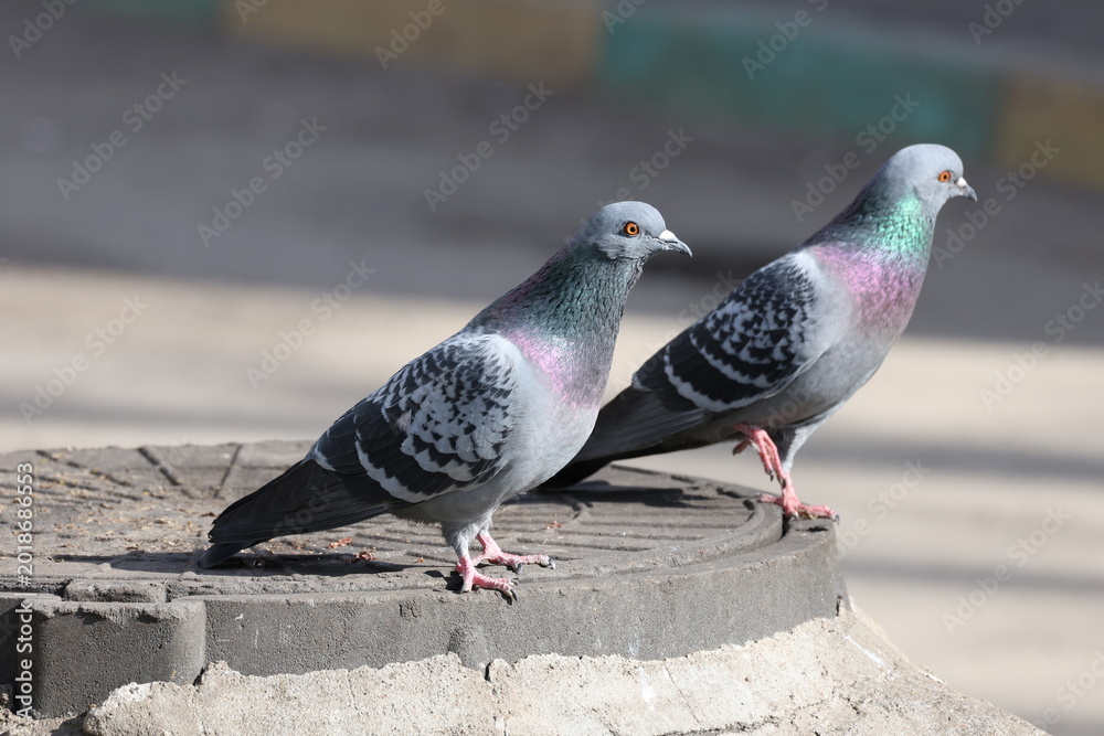 Fototapeta premium Single pigeon in city environment standing still while background birds move softly out of focus, Columba livia