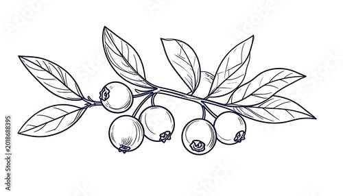 Branch with ripe blueberries and leaves, detailed line drawing, botanical illustration, simple outline graphic for design and decor