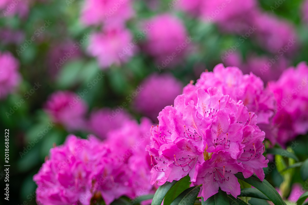 Fototapeta premium Close-up of vibrant pink Rhododendron flowers blooming in a spring garden. Beautiful clusters of azalea blossoms with a soft-focus floral background and lush green leaves in natural light.
