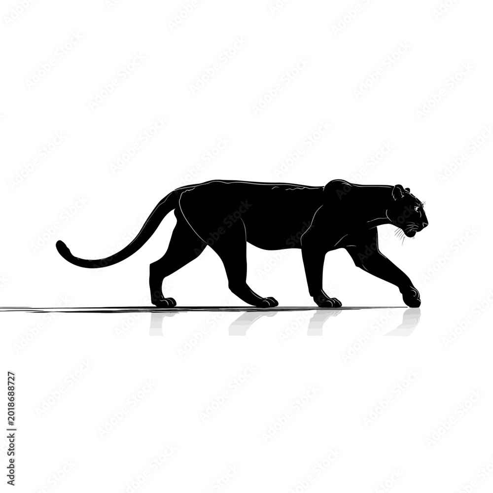 Fototapeta premium Black panther walking in profile view.