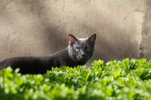 Quadro su tela Expressive purebred cat resting against lush green grass with attentive gaze and