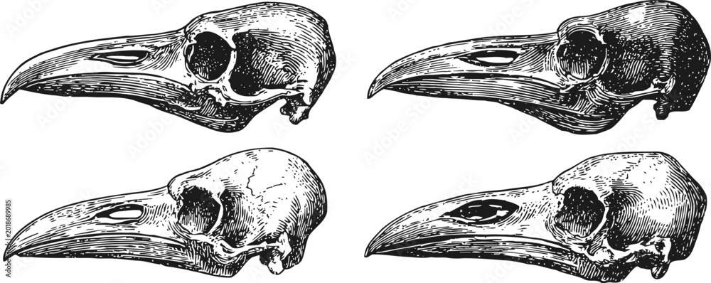 Fototapeta premium Vintage raven skull illustrations black and white engraving, detailed crow bird beak skeleton etching art set