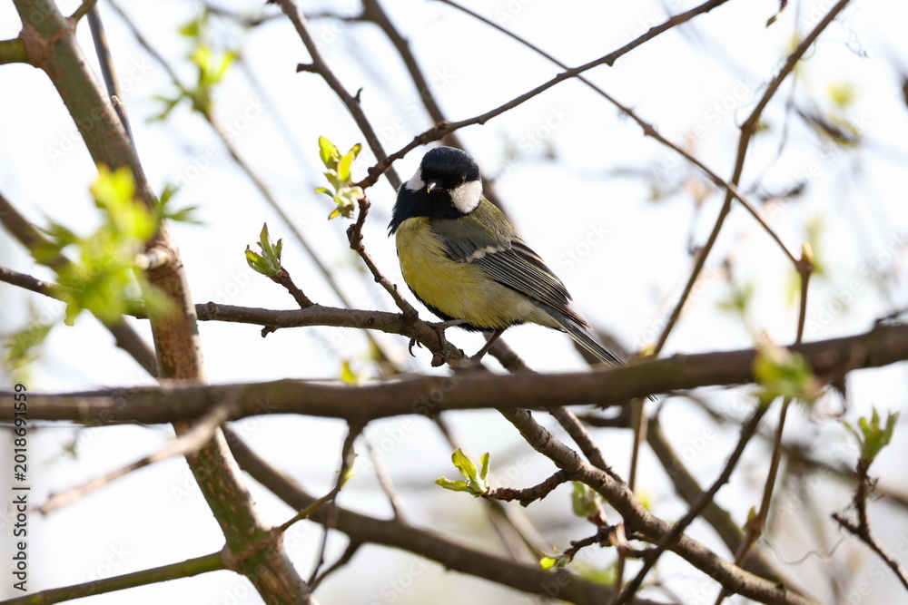 Fototapeta premium Yellow breasted great tit resting among young leaves in soft natural spring light, Parus major