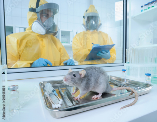 A rat in sterile laboratory with scientists in hazmat suits, realistic detail.