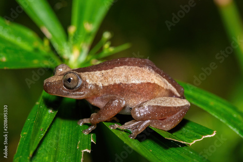Tableau sur toile A beautiful greater leaf-folding frog (Afrixalus fornasini), also known as Forna