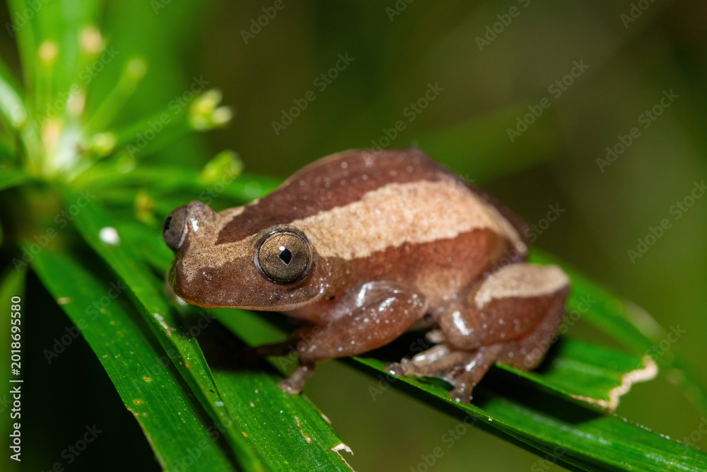 Obraz premium A beautiful greater leaf-folding frog (Afrixalus fornasini), also known as Fornasini's spiny reed frog, or banana frog, in dense coastal vegetation
