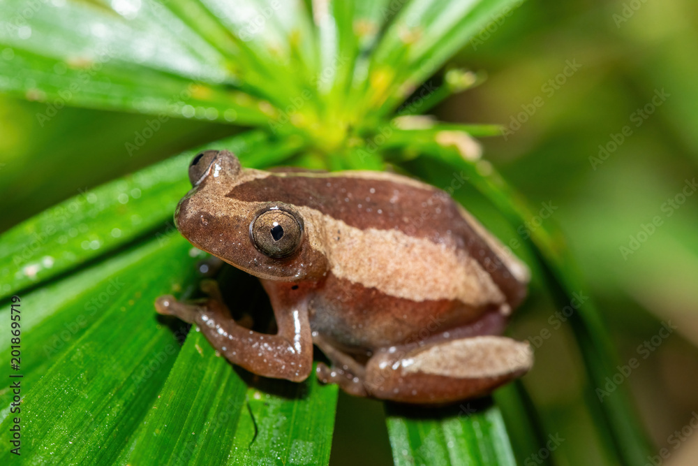 Obraz premium A beautiful greater leaf-folding frog (Afrixalus fornasini), also known as Fornasini's spiny reed frog, or banana frog, in dense coastal vegetation