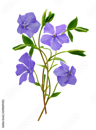 close up of bunch of blossom vinca flowers isolated on transparent background