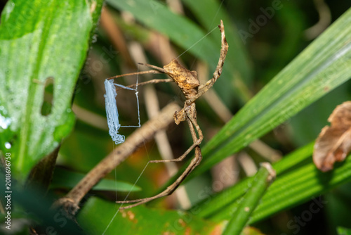 Photography Angola Ogre-faced spider (Asianopis anchietae) getting ready to ambush prey in a