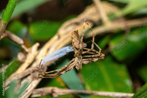 Tablou pe pânză Angola Ogre-faced spider (Asianopis anchietae) getting ready to ambush prey in a