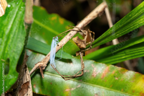 Bilde på lerret Angola Ogre-faced spider (Asianopis anchietae) getting ready to ambush prey in a