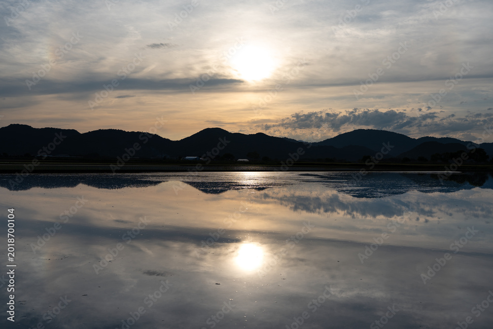 Fototapeta premium sunset over the rice field