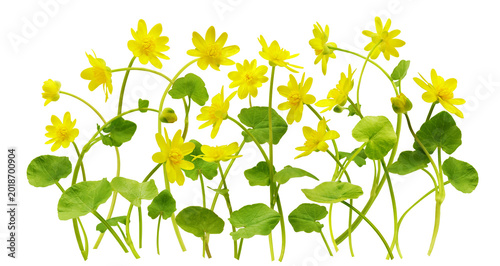 Field of spring yellow lesser celandine flowers isolated on transparent background. Ficaria verna