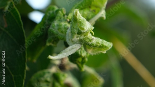 Photography Close-up Aphid-curled leaves