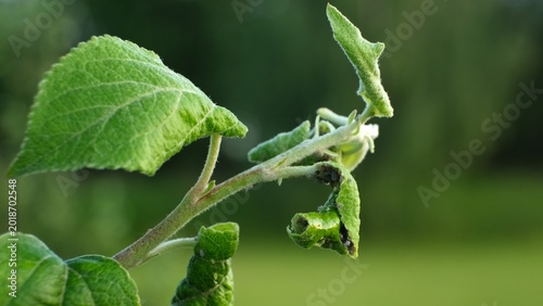 Tableau sur toile Close-up Aphid-curled leaves