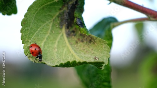 Bild auf Leinwand Ladybug and aphid on leaf