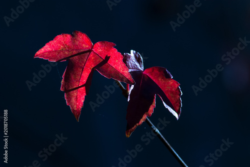 Foto Translucent red maple leaves glowing in backlight against dark blue background with copy space