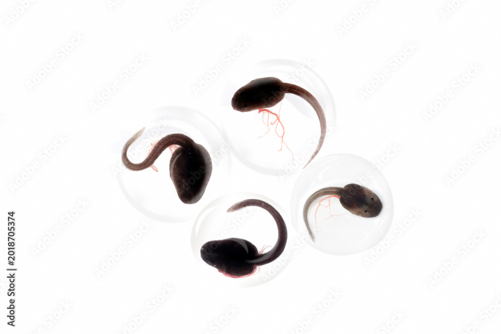 Naklejka premium Close Up of tadpoles blue poison dart frog in transparent petri dishes on white background, Black tadpoles with developing tails isolated on white surface