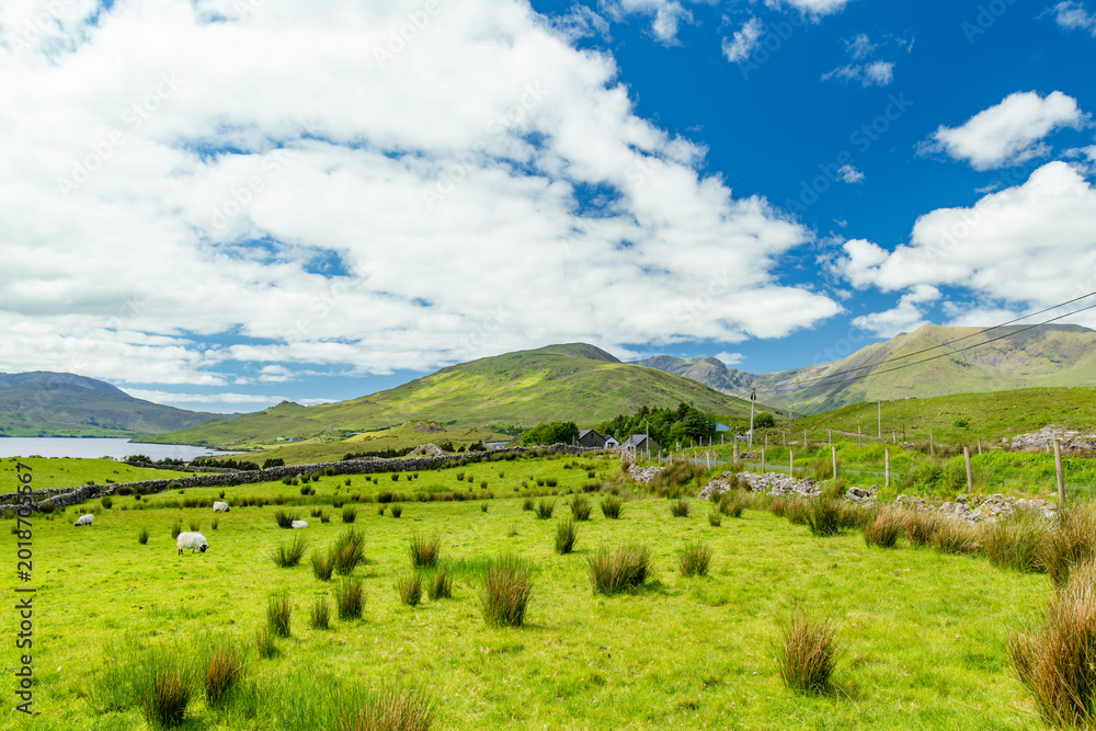 Naklejka premium Green pasture and scattered sheep spread across the slopes above Killary Fjord in western Ireland. A rural mountain landscape showing grazing land along Irelands only fjord.