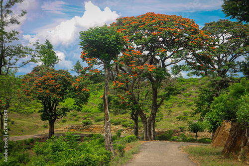 The tarmac road through a lush green tea garden with blooming flame trees.