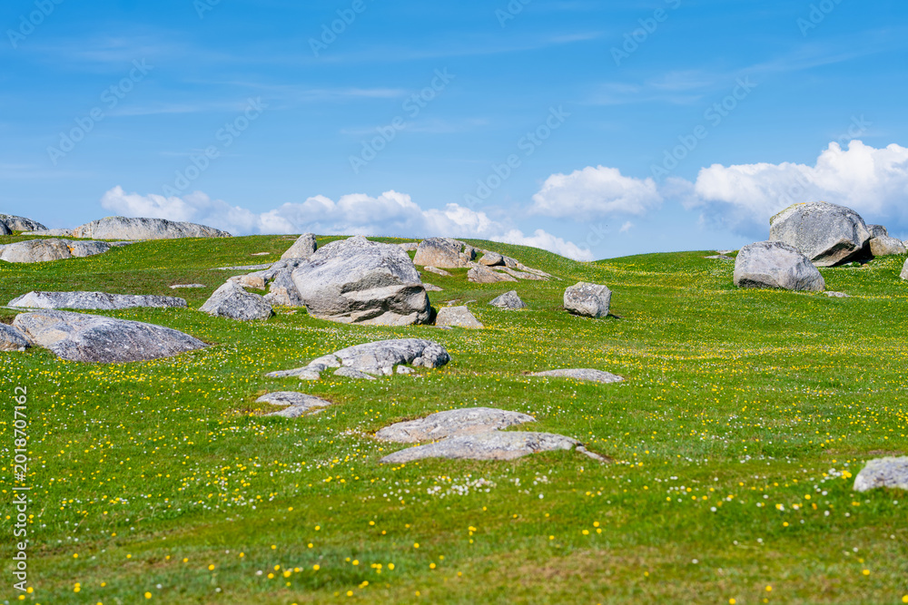 Fototapeta premium Wildflower meadow between Dogs Bay and Gurteen Bay near Roundstone, Connemara, Ireland. Yellow buttercups, green grass and limestone boulders on the Wild Atlantic Way.