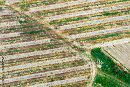Aerial view of neatly arranged agricultural rows and dirt paths in the Valdarno valley Florence, Tuscany, Italy.