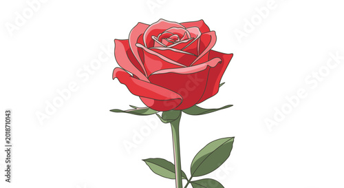 Fényképezés A single red rose flower.