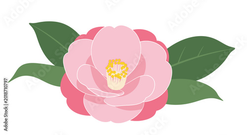 Fotografía Pink Camellia Flower with Green Leaves.