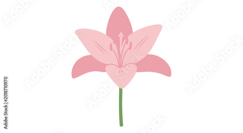 Tableau sur toile Pink Lily Flower Close Up View.