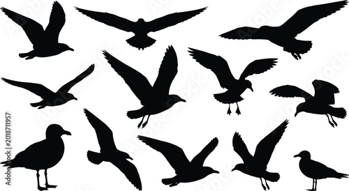 Bild auf Leinwand Seagull silhouettes in flight and standing positions set isolated on white background for wildlife and coastal design concepts