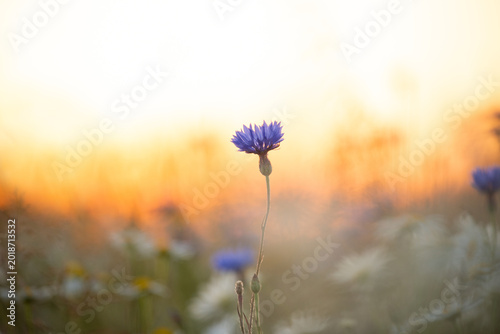 Single blue cornflower blooms in a field at sunset with warm golden light