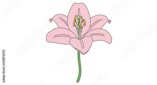 Obraz na płótnie Pink Lily Flower Closeup View.