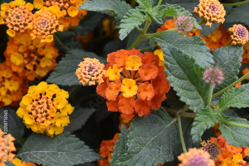 Fotografie Close up of vibrant orange and yellow lantana camara flowers blooming with green