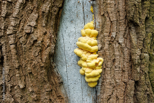 Tableau sur toile Yellow sulphur shelf fungus growing on tree trunk close up