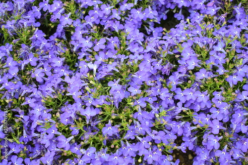 Beautiful floral texture of dense blue lobelia erinus flowers blooming in a spring garden