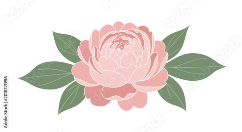 Fotografie Pink Peony Flower with Green Leaves.