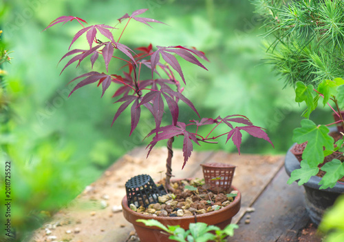 young red Japanese maple in pot with fertilizer basket shoot on a blurred gre...