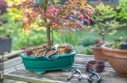 closeup on japan maple bonsai tree in ceramic pot with  tree pruning and main...
