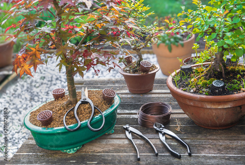 closeup on japan maple bonsai tree in ceramic pot with  tree pruning and main...