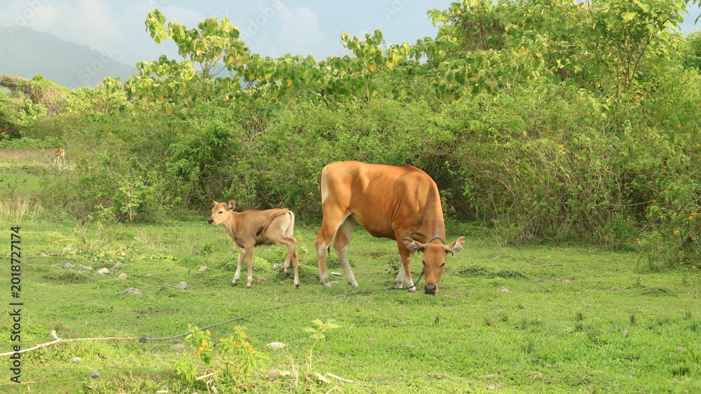 Naklejka premium Cows graze peacefully in a lush green field