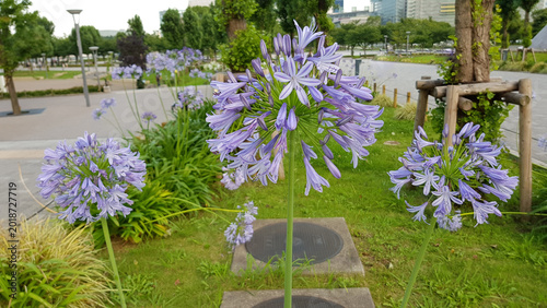 Agapanthus, also known as the African lily or Lily of the Nile, is an ornamental plant with spherical flower clusters that are blue, purple,or white. This flower is used symbolically to represent love