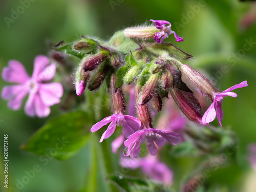 Red campion
