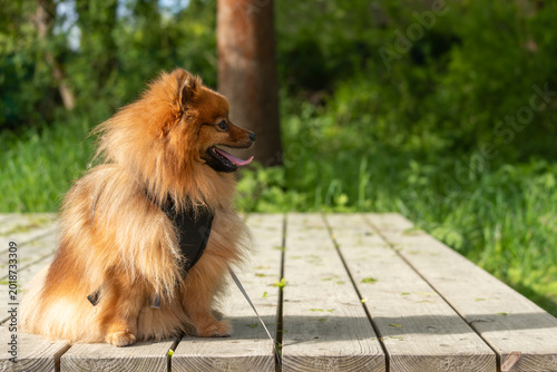 Fluffy red Pomeranian dog sits on wooden bench. Dog looks happy and alert. Green grass and tree trunk visible in background. Image perfect for pet-related content, nature scenes, or lifestyle themes