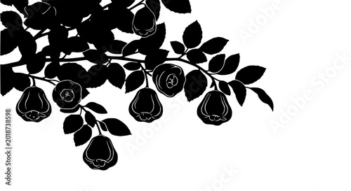 Black Silhouette of Rose Apple Branch with Fruits and Leaves