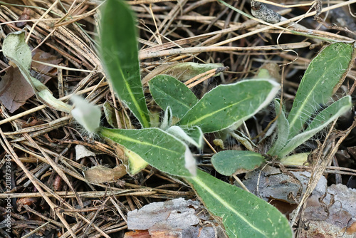 Fotografi A small green plant with fuzzy leaves is growing in the underbrush of a forest