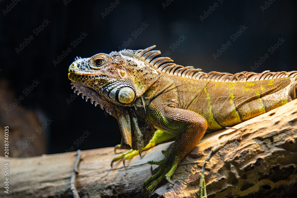 Fototapeta premium An ordinary green iguana on a dark background. Marine animals, reptiles, ecology.