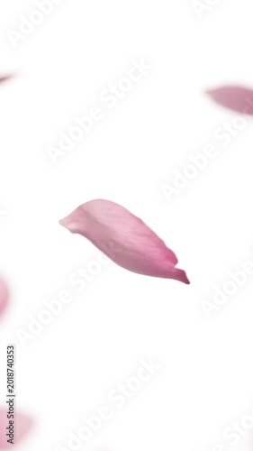 Delicate Pink Cherry Blossom Petals Floating Gracefully Through Pure White Space. Soft Sakura Petals Drifting In Slow Motion. Romantic Spring Aesthetic With Gentle Floral Movement.
