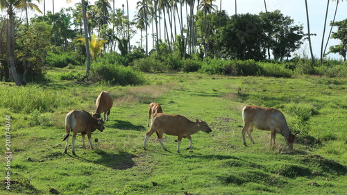 Photos Cows graze peacefully in a lush green field